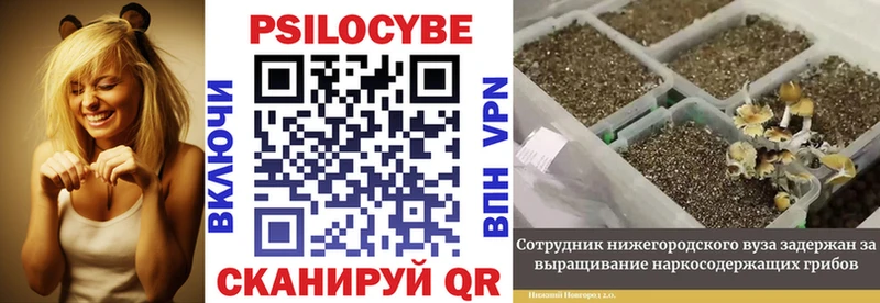 Купить  Видное  Псилоцибиновые грибы Psilocybe 